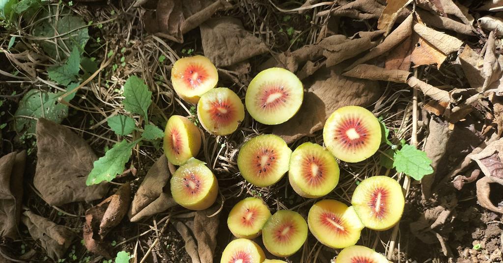 Jingold expands Southern Hemisphere kiwifruit supply with organic