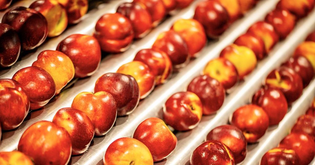 South African nectarine production increases News