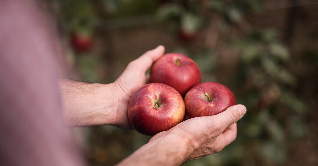 [JILLSTUART] APPLE ITALY ☆送料込☆ Italian Carrara Marble Fruit - Apple - Golden