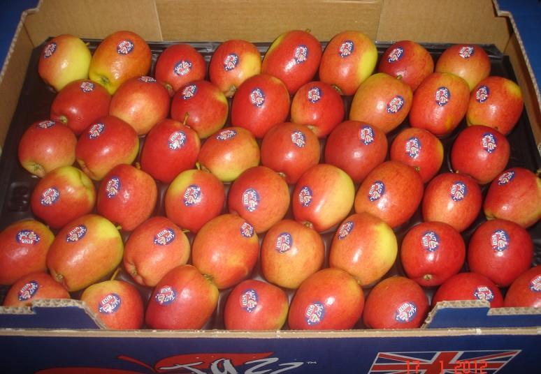 Plans for major apple breeding scheme unveiled | Article | Fruitnet