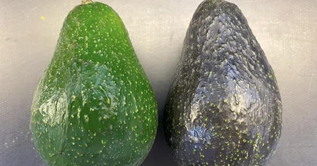 UCR to release new high density avocado scion cultivar | Article