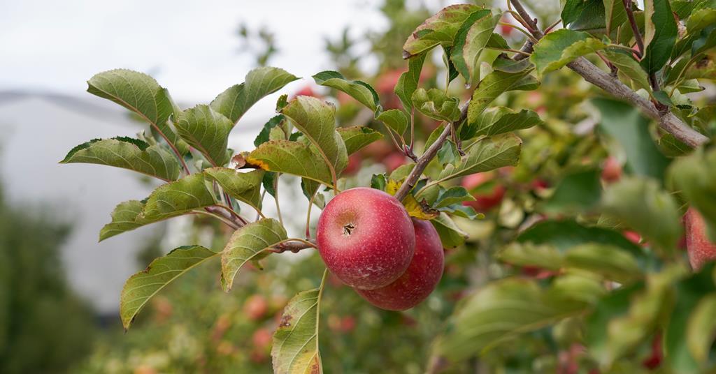 Duxton Farms sells South Australian apples business for A$9.2mn | News ...