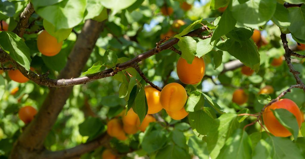 Hail and frost decimate Spanish apricot crop Article