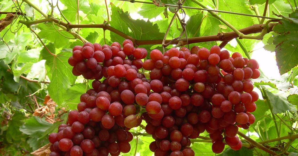 Study reveals health benefits for grapes | Article Fruitnet