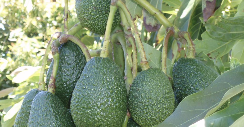 Australian avocados clinch India access | Article | Fruitnet