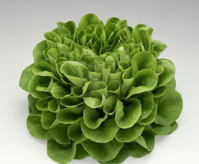 Salanova lettuce turns heads in Poland Article