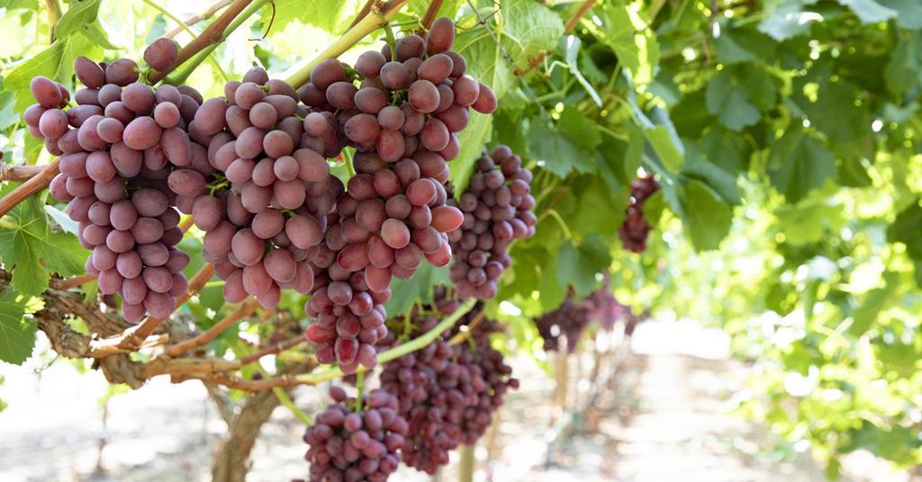 Namibia starts new table grape export season Article