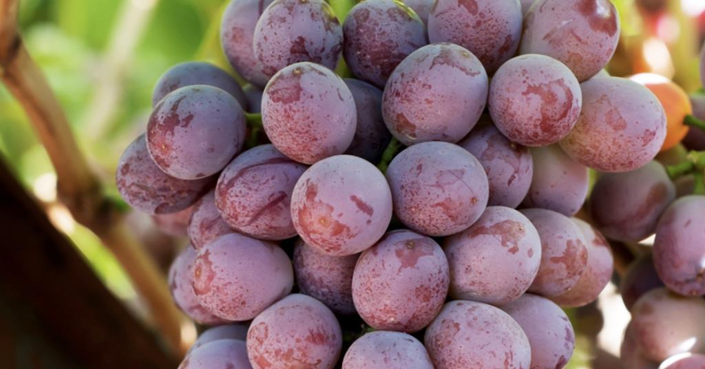 IFG reports strong demand for Candy Hearts table grapes Article
