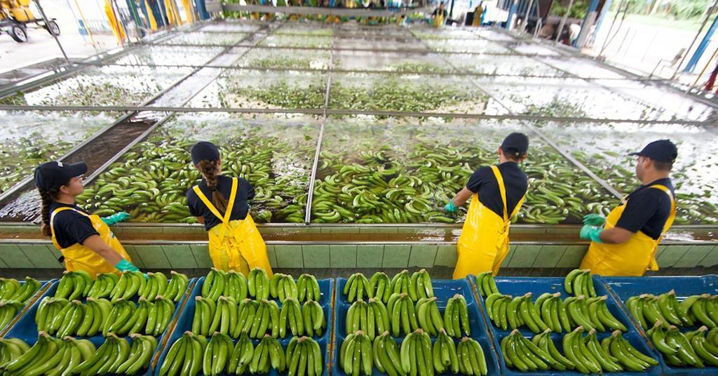 Chiquita: Wasserbilanzmanagement auf Farmen spart jhrlich 1,8 Milliarden  Liter Wasser ein | Article | Fruitnet