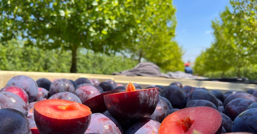 Oppy expands South African plum portfolio Article