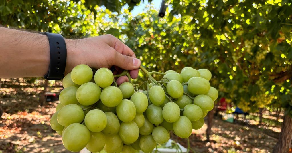 Autumncrisp Symposium attracts grape growers from Sun World for networking and knowledge sharing | Article