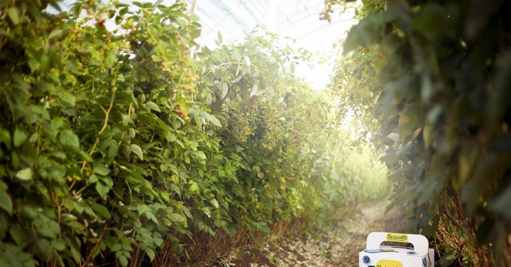 Driscoll’s reaches new retailers with branded paper pack | Article ...