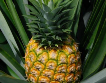 Ipl Moves To Change Asda's Pineapple Supply Model 