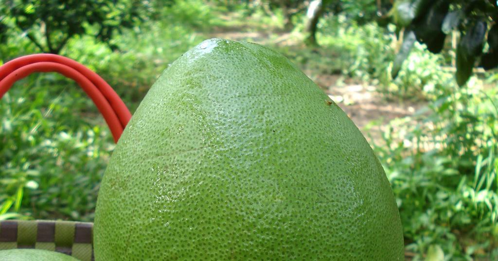 Pomelo progress for Vietnam Article