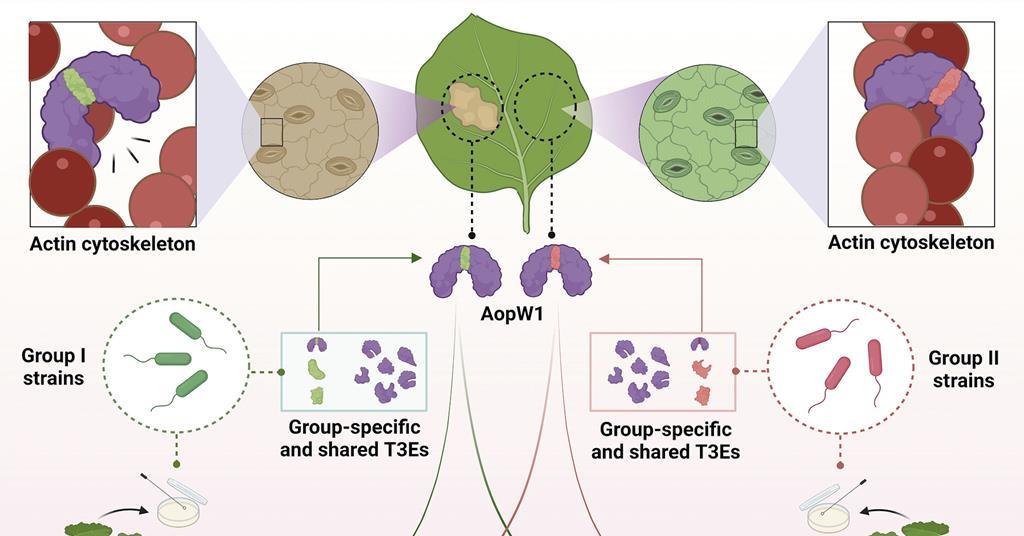 New study looks at bacterial fruit blotch’s impact on melons News