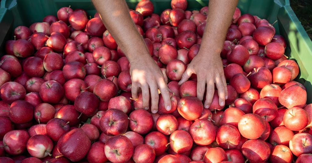 New Crop Fresh Red Gala Apple - China Fresh Apple Red Gala Apple Fruit,  Similar to South Africa Gala