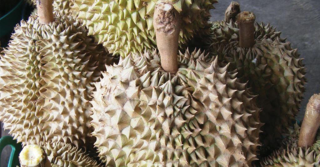 China prepares for first domestic durian harvest