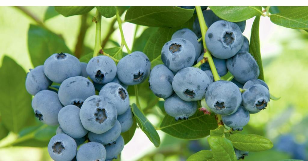 Blueberries can cut dementia risk Article