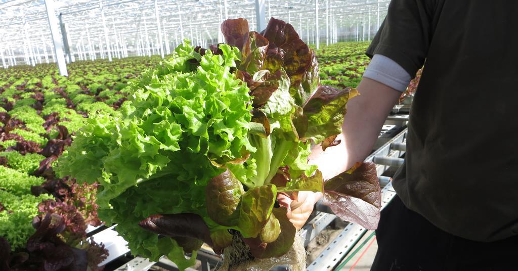 Bunte Salate mit Wurzeln rücken weiter vor Article