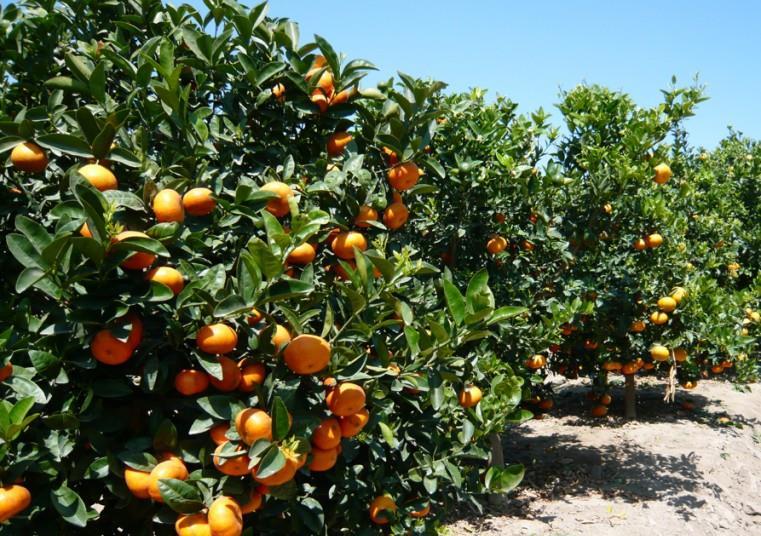 Peruvian citrus on track for Japan | Article | Fruitnet