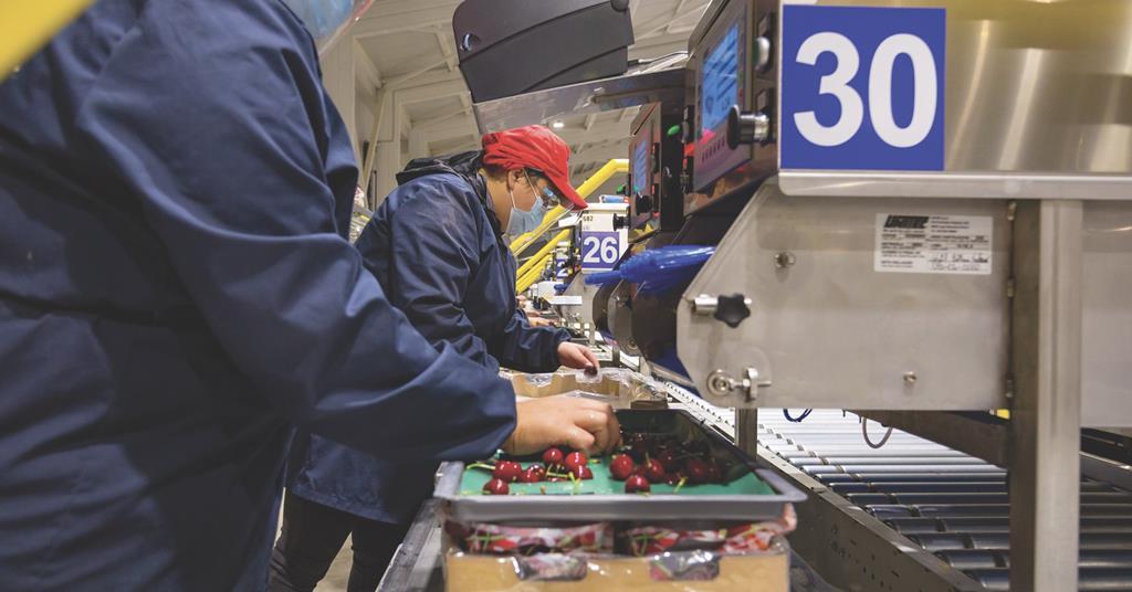 El fuerte mercado chino impulsa las exportaciones de frutas chilenas |  Artículo