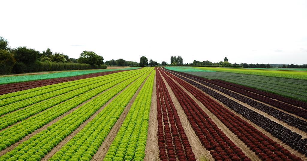 Hugh Lowe Farms buys premium salad grower LJ Betts | Article | Fruitnet