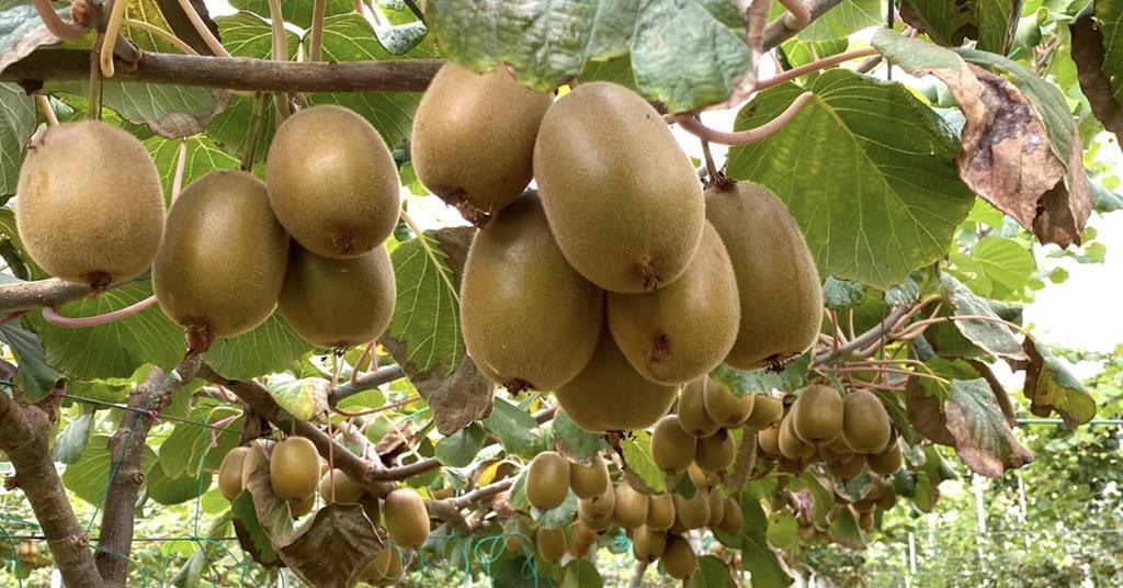 Gold kiwifruit takes root in Western Australia, Article