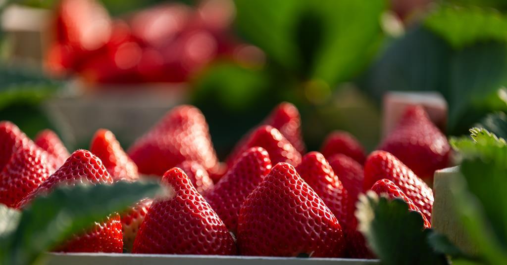 Surberry Huelva strawberry growers in bid to extend season | News | Fruitnet