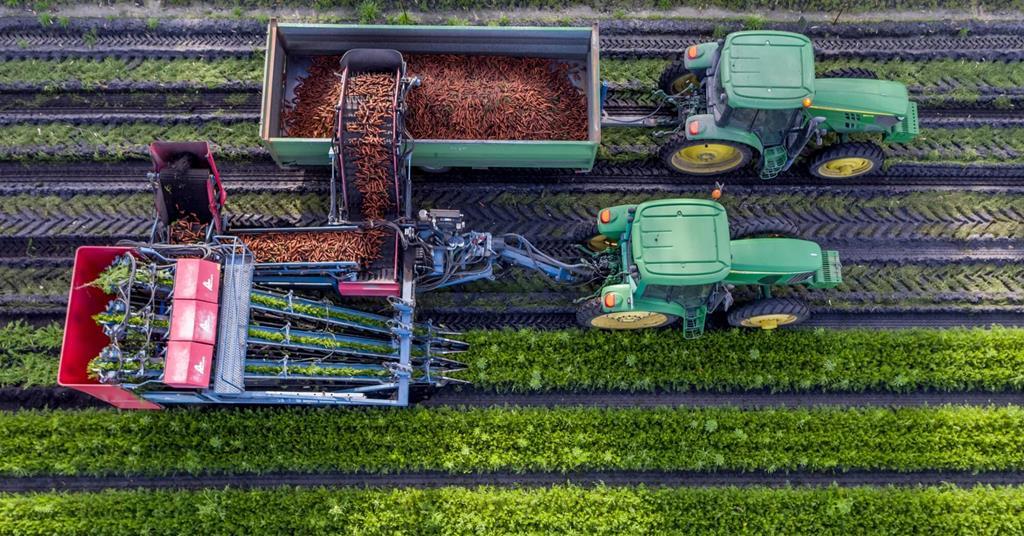 Hort Innovation launches new research to boost Australian carrot ...