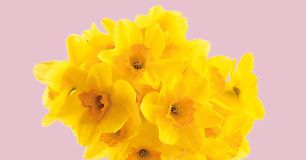 Spar sells daffodils in support of Marie Curie Article