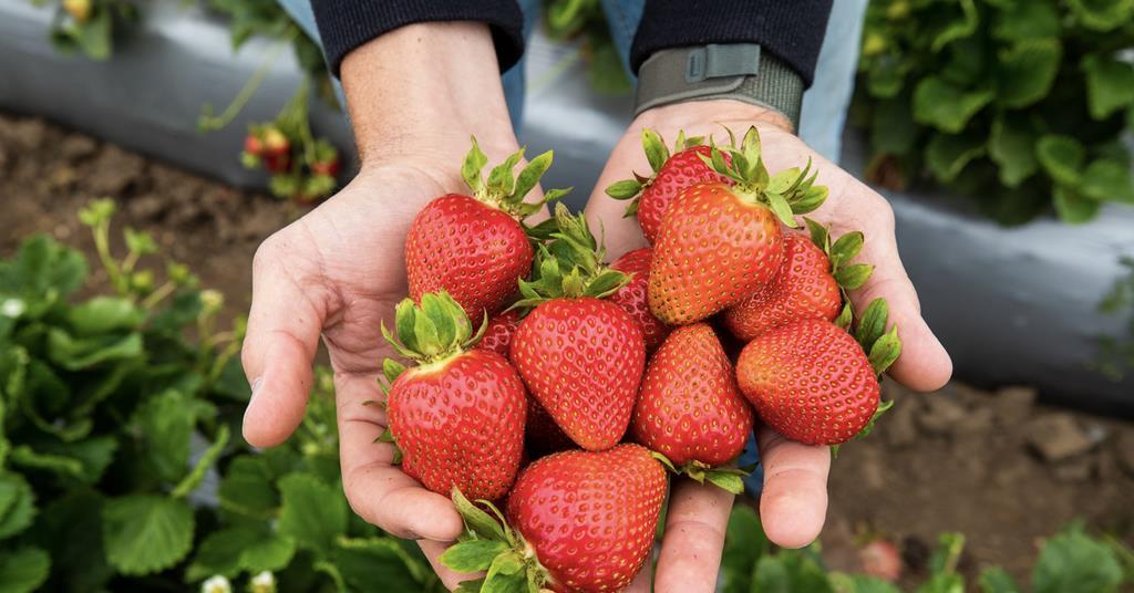 Plant Sciences Genetics expands global berry breeding with new ...