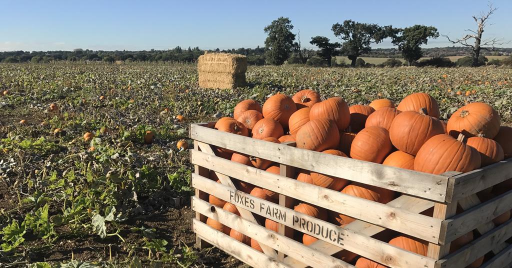 Pumpkin shortages predicted Article