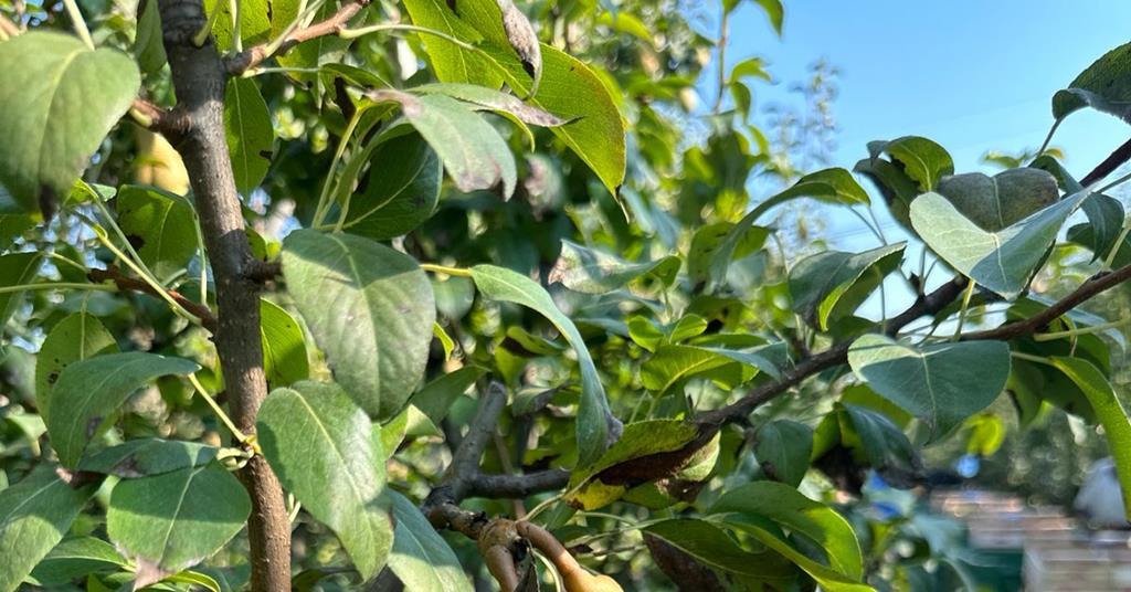 Apo Conerpo welcomes regional support for pears