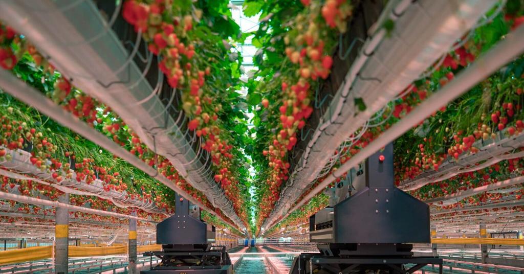 Dogtooth Technologies impulsa la agricultura con 14 millones para robots cosechadores