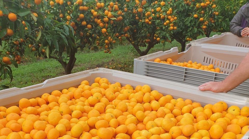 Sweet start for New Zealand mandarin season | Article | Fruitnet