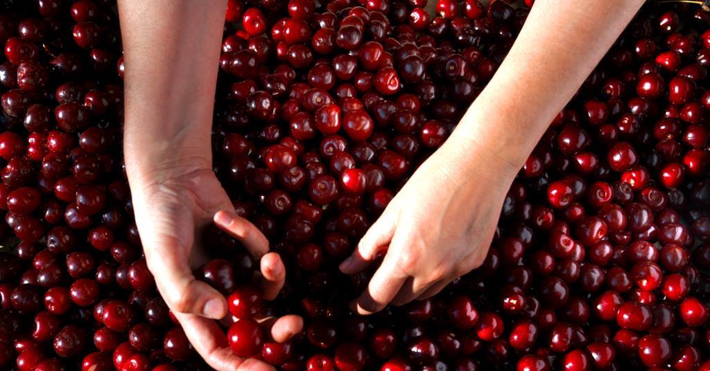 London Restaurant Showcases Jerte Picota Cherries | Article | Fruitnet