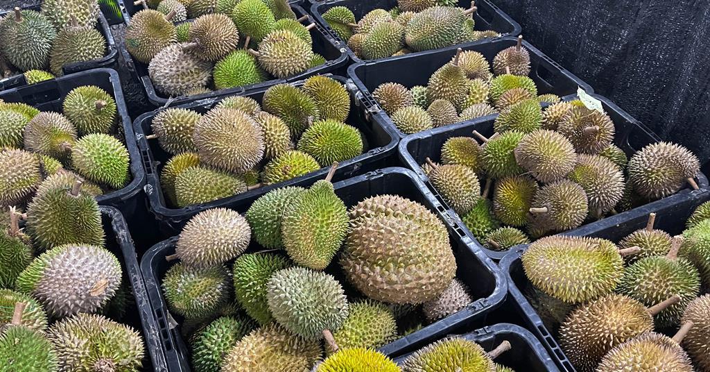 Penang durian growers tackle fakes with technology | News