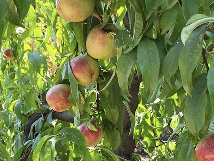 Chilean nectarine season underway Article
