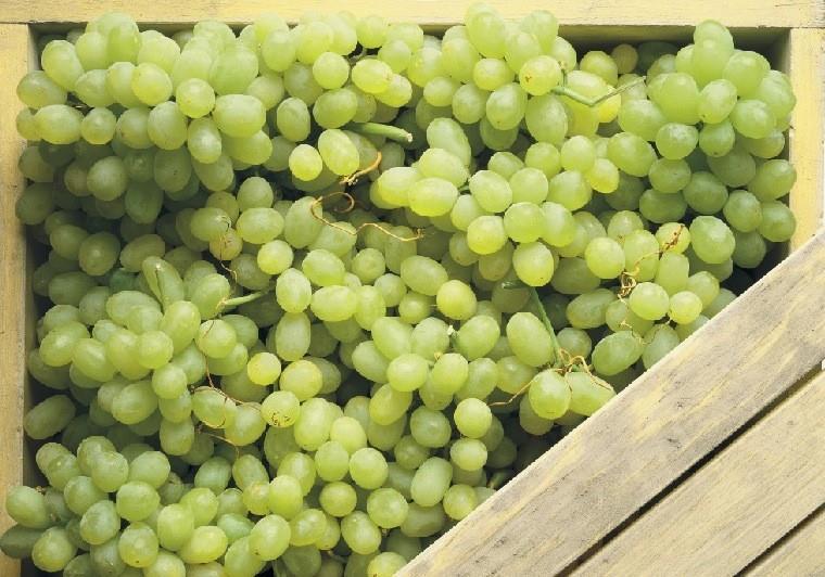Chilean table grape volume dips Article