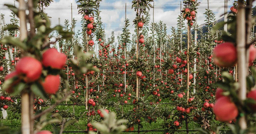 Ambrosia apples hit European shelves Article