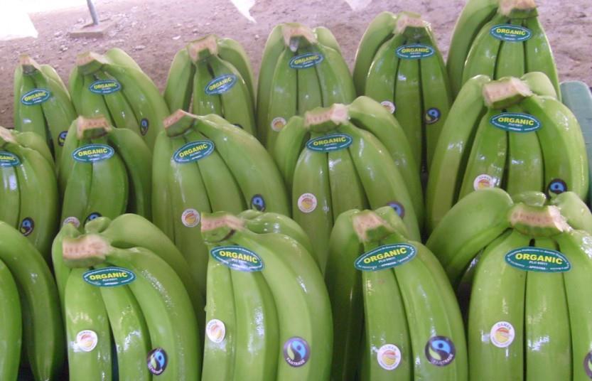 The Journey of an Organic Banana - Organic Federation of Canada