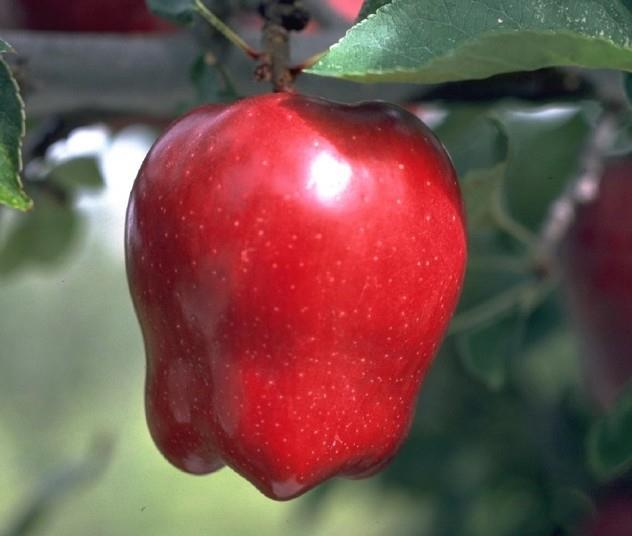 Hail hits NY apple crop Article