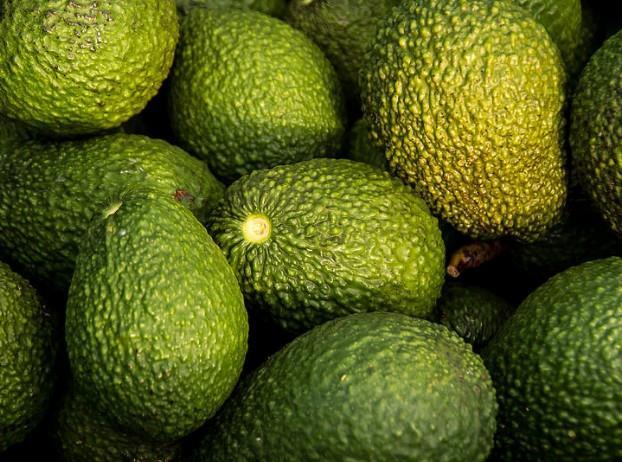New Zealand Dairy Farms Are Converting to Avocado Orchards