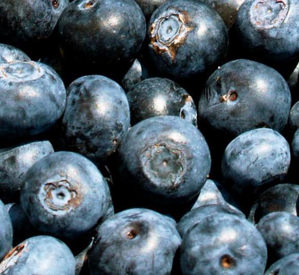 Blueberry boost for recovering athletes Article