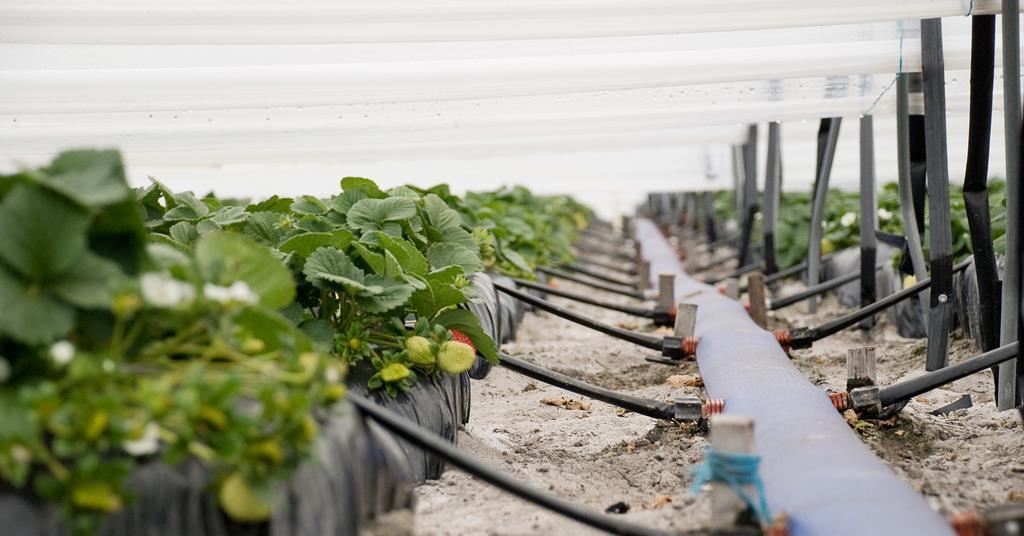 Irrigation win for Queensland growers Article