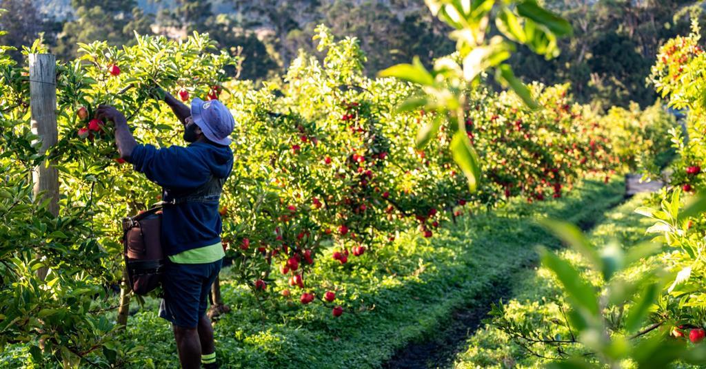 Tasmanian apple season in full swing | Article | Fruitnet