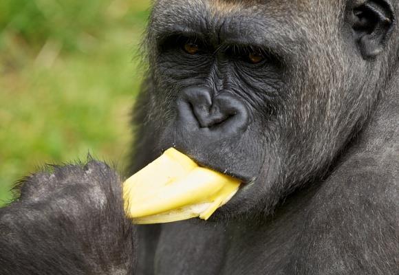 UK's Paignton Zoo bans monkeys from eating bananas for health