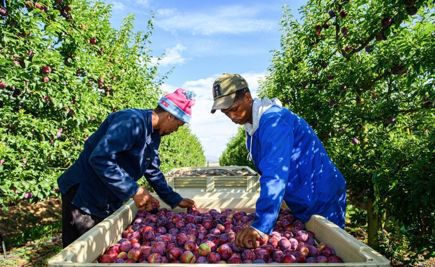 'Excellent' South African plum crop Article