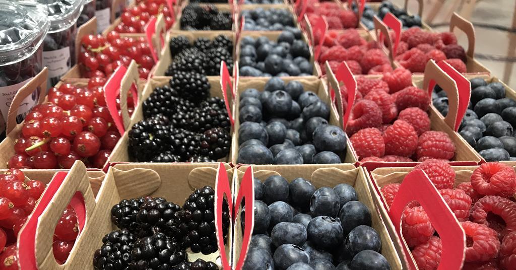 New European berry marketing campaign begins | News | Fruitnet