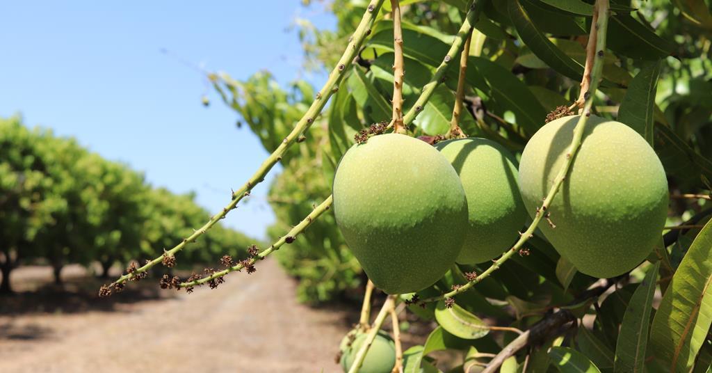 Mango Season In Full Swing Article Fruitnet